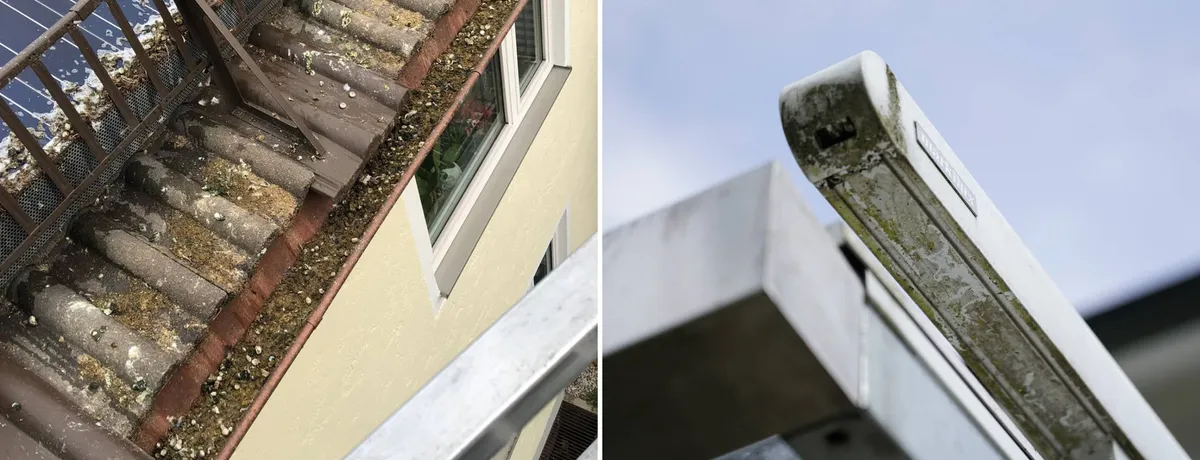 Titelbild: Grünspan und Taubenkot auf Terrassen und Einfahrten entfernen