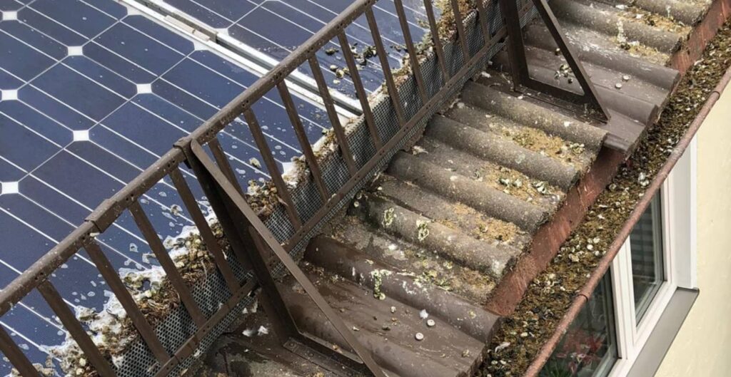 Beitragsbild: Grünspan und Taubenkot auf Terrassen und Einfahrten entfernen