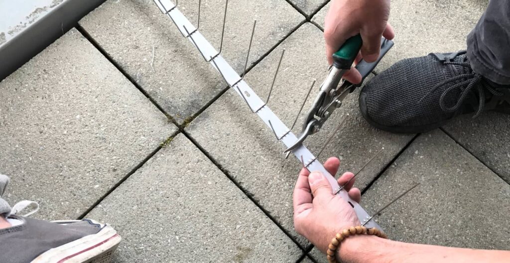 Beitragsbild: Taubenabwehr leicht gemacht - So vermeiden Sie Taubenkot