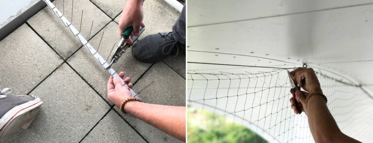 Mr. Cleaner Ratgeberblog: Taubenabwehr leicht gemacht - So vermeiden Sie Taubenkot
